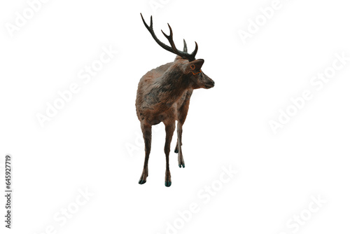 deer isolated on white wallpaper of background in png