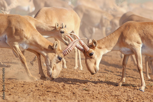 Wild rare animal, two male saiga antelopes with beautiful horns are fighting, endangered in their natural habitat