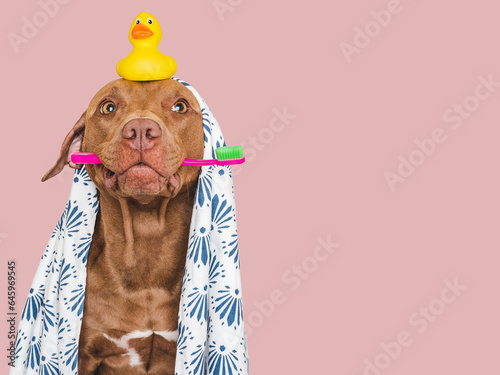 Cute brown dog, white towel, toothbrush and yellow rubber duck. Closeup, indoors. Studio shot, isolated background. Concept of care, education, obedience training and raising pets