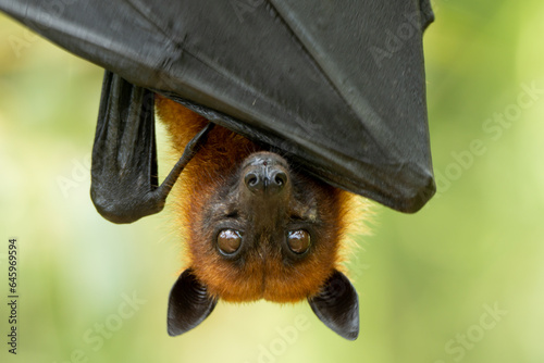 Hen bats hang upside down to rest during the day