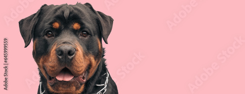 rottweiler dog sticking out tongue at the camera
