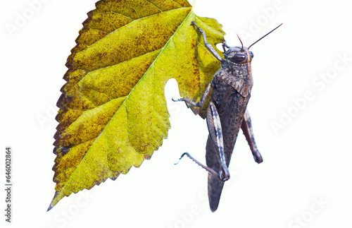 A grasshopper on a leaf