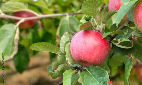 Apple scab is a fungal disease affecting apple trees, causing dark scaly lesions on leaves and fruit. It can harm orchard yields.