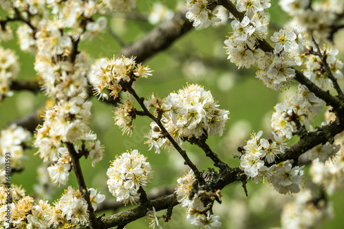 Flowering blackthorn tree (Prunus spinosa) in spring. The white blossoms of the fruit shrub form a beautiful natural background.