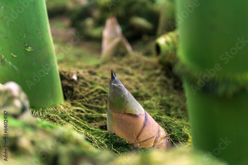 bamboo sprout growing on the ground among of large bamboo stems