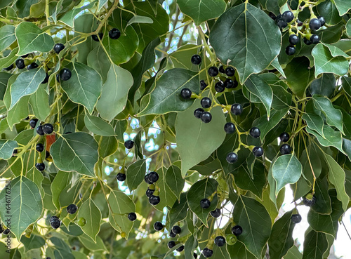 The fruits of the camphor tree (lat. - Cinnamomum camphora)