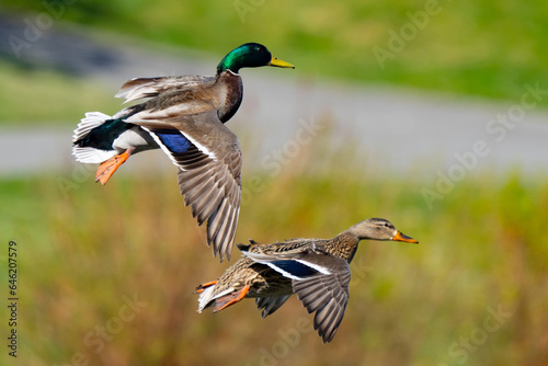 Colorful Mallard Ducks in Flight on a Sunny Day