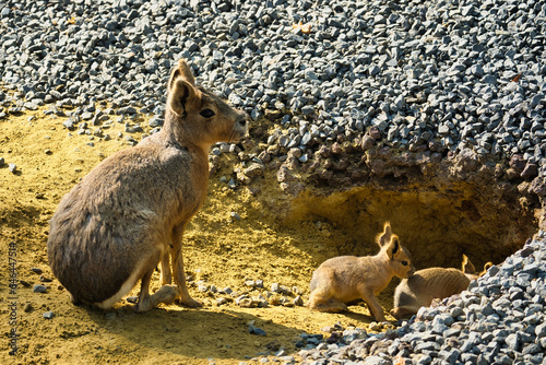 The Patagonian mara and babies in the Paris zoologic park, formerly known as the Bois de Vincennes, 12th arrondissement of Paris, which covers an area of 14.5 hectares