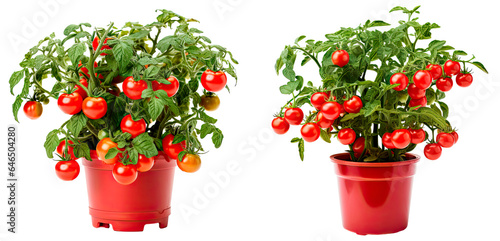 Set of miniature tomato bush in a garden pot, isolated on transparent background 