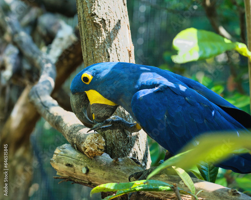 The hyacinth macaw in the Paris zoologic park, formerly known as the Bois de Vincennes, 12th arrondissement of Paris, which covers an area of 14.5 hectares