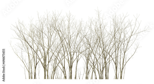 Dry trees leafless drought isolated transparent backgrounds 3d illustration png