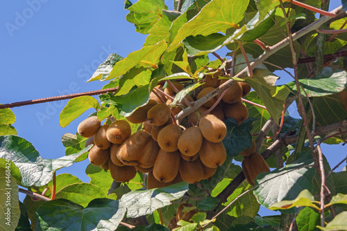 Kiwi fruiting vine with leaves and fruit in orchard on sunny autumn day