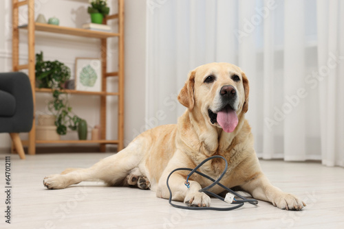 Naughty Labrador Retriever dog near damaged electrical wire at home