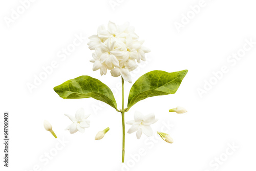 white flowers jasmine local flora of asia arrangement flat lay postcard style 