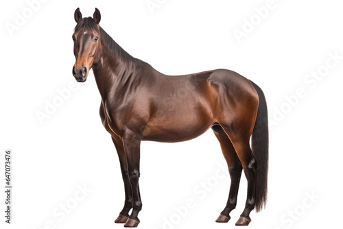 Thoroughbred horse isolated on transparent background.