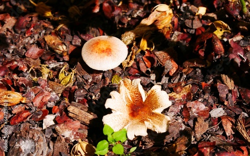 Champignon toxique lepiota christata, lépiote crêtée, beige mouchetée de brun, en forme de fleur et de boule