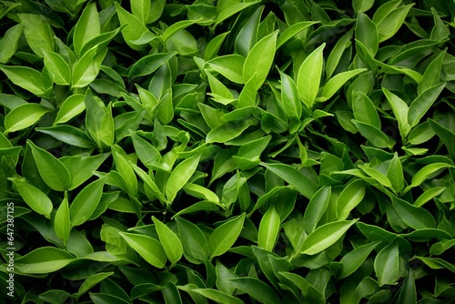 A clear background presenting green tea leaves. Generative AI