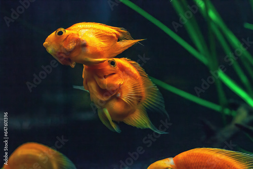 Blood parrot cichlid fish swimming in aquarium. unny Taiwan hybrid fish playing in fishbowl