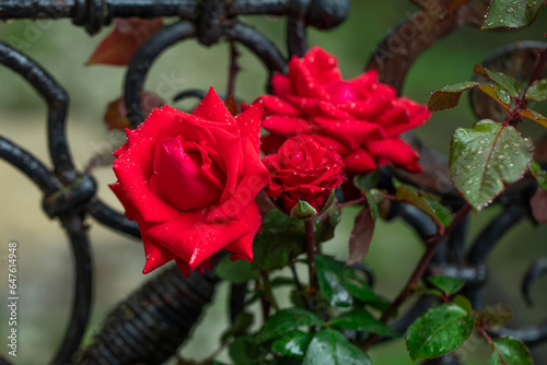 czerwona róża z kroplami wody, red roses