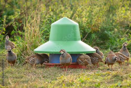 A covey of wild Partridges. Scientific name: Alectoris rufa. Selective focus on one partridge around a feeder in natural agricultural field habitat. East Yorkshire, UK. Horizontal. Space for copy.