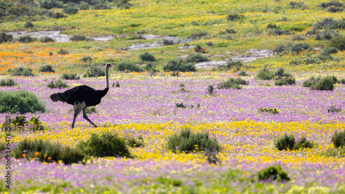 Male ostrich on a carpet of wild flowers.