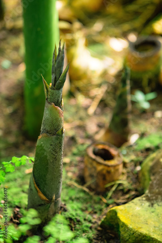 bamboo sprout emerging from the groung in the shady undergrowth