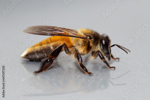 Closeup Giant honey bee/ Rock bee (Apis dorsata) from Southeast Asia