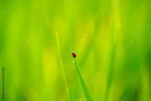 Red ladybug on green rice field