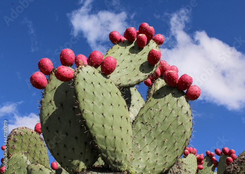 Nopales con tunas rojas.