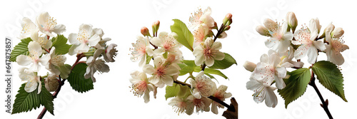 Png Set Flowers and leaf of conker tree on a transparent background