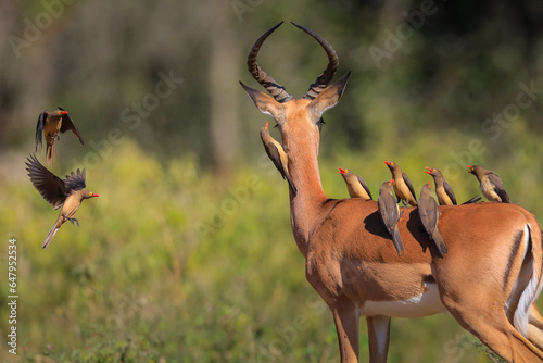 Flock of red-billed oxpeckers congregating on an impala
