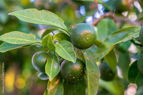 limonka, owoc dojrzewający na drzewie we wrześniu na Chorwacji 