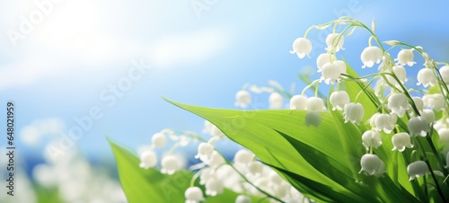 Convallaria majalis, lily of the valley flowers, ai