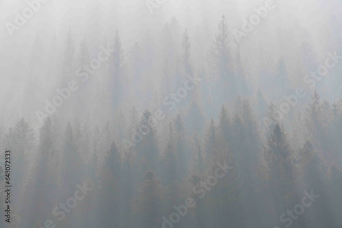 Misty Morning Overlook at Nationalpark Schwarzwald, Black Forest National Park