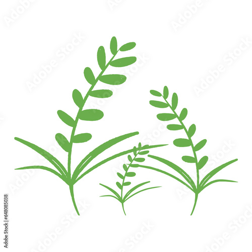 Plante verte avec feuilles