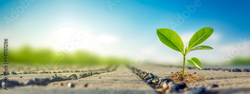 young green plant growing out of sand between stones, banner with copy space