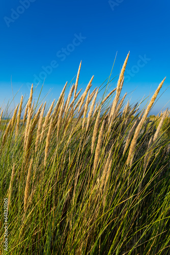 Marram or beach grass (Ammophila arenaria) with haulms and ears and seeds on a blue sky summer evening in the dunes of Juist island in world heritage national park “Wattenmeer“, North Sea Germany. 