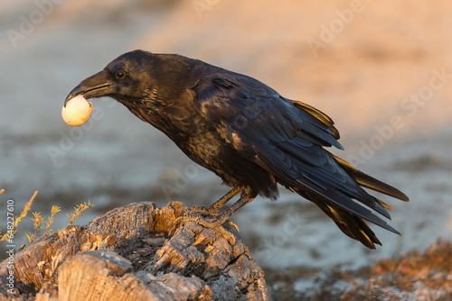 Common Raven eating an egg stolen from unguarded birds nest. Palo Alto Baylands, California.