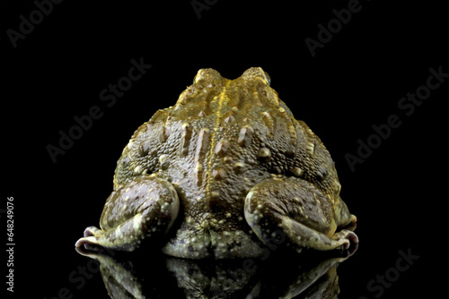 Close-up of a African giant bullfrog isolated on black (Pyxicephalus adspersus), Animals closeup