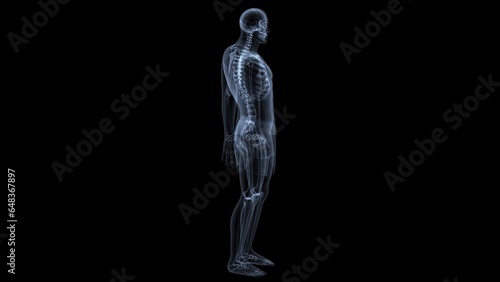 male skeleton vertebral column bones anatomy. 3d illustration