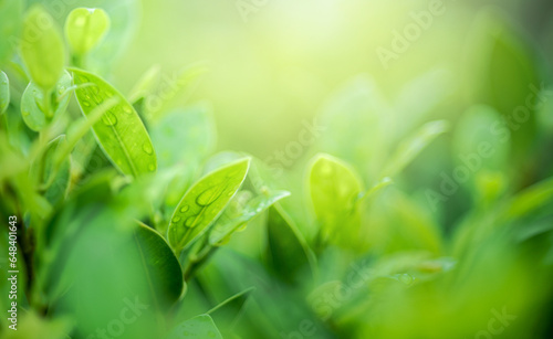 nature of green leaf in garden at rainy season under sunlight. natural bokeh of green leaves plants using as background, greenery wallpaper, environment ecology background.