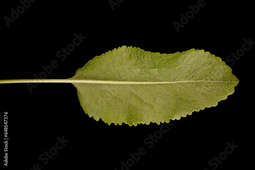 Horseradish (Armoracia rusticana). Basal Leaf Closeup