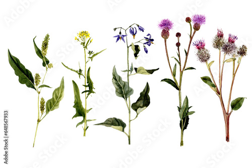 watercolor drawing plants and flowers, isolated at white background, natural elements, hand drawn botanical illustration