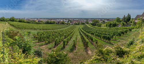 Obernai, France - 09 03 2023: Alsatian Vineyard. Panoramic view of vine fields along the wine route and Obernai city in background.