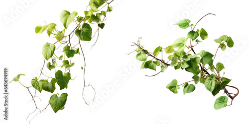 Png Set A climbing vine plant isolated on a transparent background with a clipping path