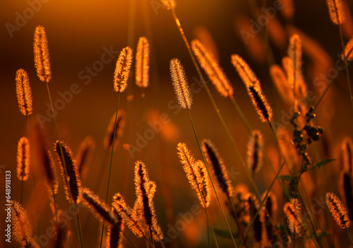 Jesienny zachód słońca wśród traw