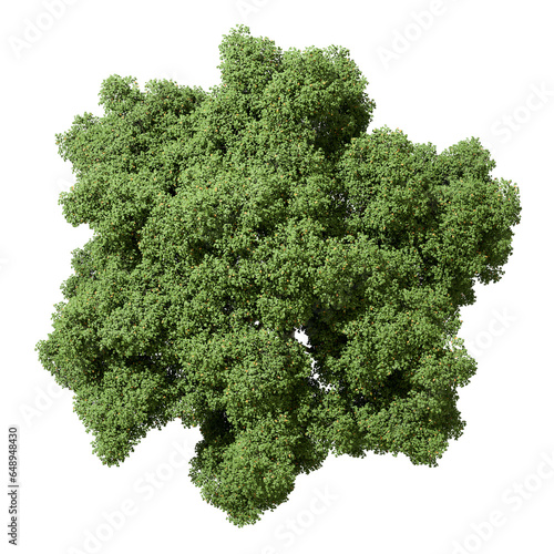Greenery tree from above top view on transparent backgrounds 3d render png