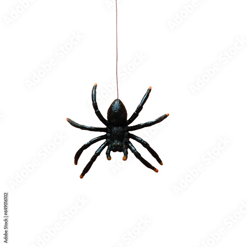 The black spider descends and ascends on a rope, transparent background
