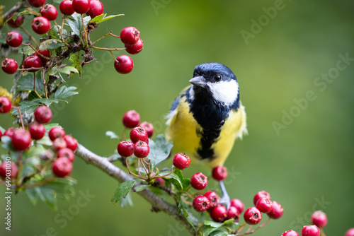 Colourful Great Tit (Parus major) perched on a hawthorn branch full of bright red berries - Yorkshire, UK in September