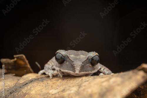 Nature wildlife macro image of beautiful Low land Litter Frog of Sabah, Borneo